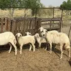 للبيع. ضان ولد