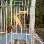 كناري (الخرج)