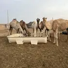 نياق عشاير مسحوبه عيالها
