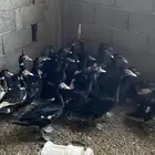 بط مصري العدد30 ذكر وأنثى الذكر سعرها لحال وانثئ لحال