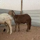 طليان سواكن مرابي كرشه بيضاء شرط شامل ذبح التوصيل