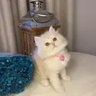 قطط للبيع سكوتش