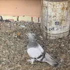 حمام للبيع