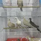 قماري هولندي