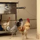 ديك و4دجاجات بلدي
