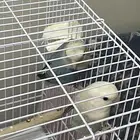 عصافير روز زواج