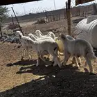 خرفان حريات