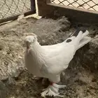 حمام ذكر نجفي ونثى نجفي توي مركبهم