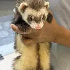 النمس الأوربي