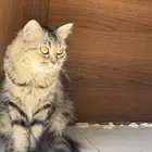 قطه للتبني أنثى