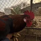 دجاج عربي وبلدي شرط محايل عسير