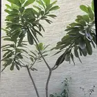 شجرة الياسمين الهندي