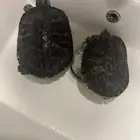 سلاحف برمائية