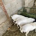 برابر بربري ذبح