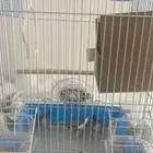 زيبرا مع ال أغرض