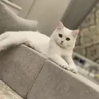 قطه شيرازي الون ابيض العمر سنه