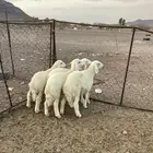 طليان تربيه