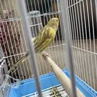 كناري تغريد