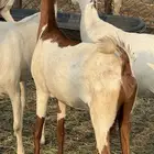 ماعز