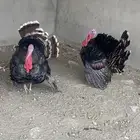 دجاج رومي