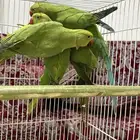 درة هندي ذكور 90