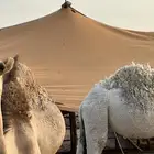 حشو للبيع