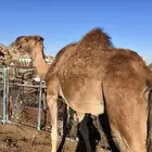 ناقه حمراء ( ملاقي ) للبيع