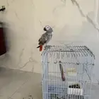 كاسكو