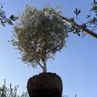 زيتون مراكن وزيتون ارض