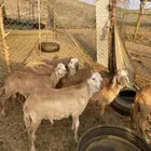 طليان سواكن درمانيات صنف