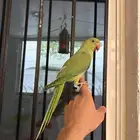 فرخ درة هندي اليف و بداية كلام