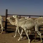قعدان طيبه للبيع