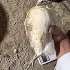 سمان تكساس