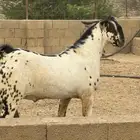 تيس بيشي صنف
