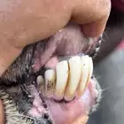 للبيع متبع