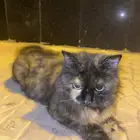 قطه