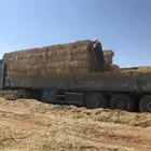 تبن قمح طيب بالحيل
