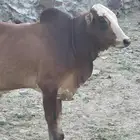 عجل او حسيل بلدي مشروع فحل كفو