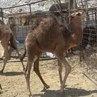 للبيع قعدان2