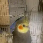 بسم الله الرحمن الرحيم كروان ذكر أليف ما يعض أبدا