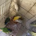 طيور روز جمله او تفريد