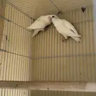 روز البينو للبيع