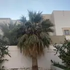 نخله وشوطنيه للبيع