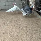طقم رومي