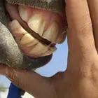 حصان شعبي كفو