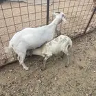 طلي