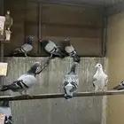 زواجل حضانات مشكله