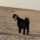 جفره جذعه مضرع شرط سونار