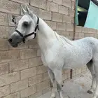 حصان مصري