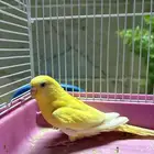 انثى طيور حب بادجي للبيع